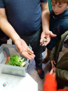 On observe les élevages de chenilles et d'escargots à l'école Saint Vincent de Paul de Douai 1