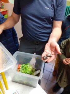 On observe les élevages de chenilles et d'escargots à l'école Saint Vincent de Paul de Douai 2