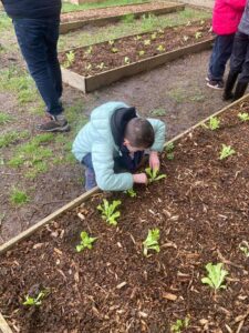 Les Cm1 de l'école Marie-Immaculée de Valenciennes sont devenus apprentis jardiniers grâce au jardin du coeur et Monsieur Alfred. 8