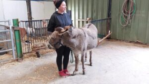 Sortie à la ferme des enfants de TPS-PS-MS de l'école Saint Vincent de Paul de Douai 9