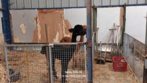 Sortie à la ferme des enfants de TPS-PS-MS de l'école Saint Vincent de Paul de Douai 6